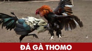 Đá gà Thomo tại Kuwin: Hiểu rõ luật chơi để cược chuyên nghiệp nhất