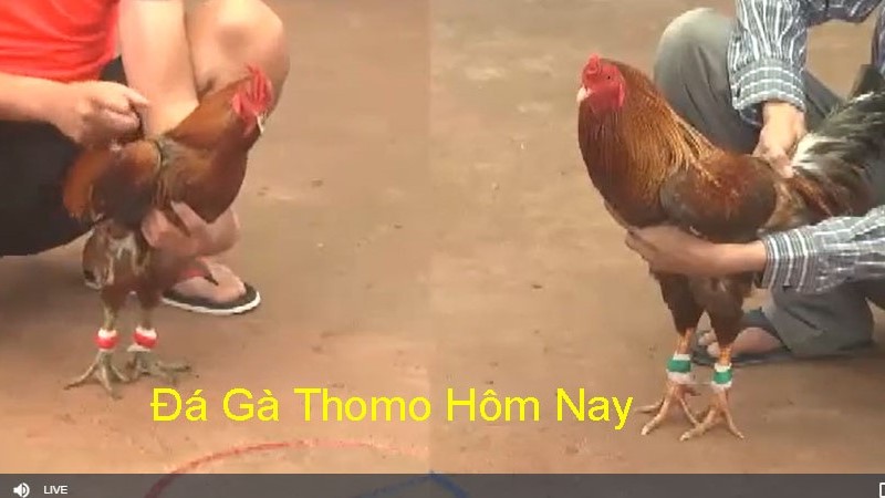 Chiến lược chơi và kỹ năng đá gà Thomo đỉnh cao nhất