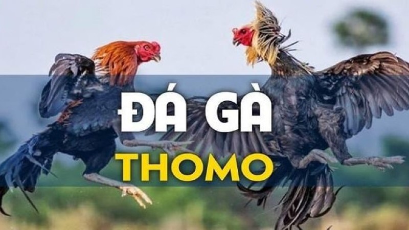 Luật chơi quan trọng của đá gà Thomo